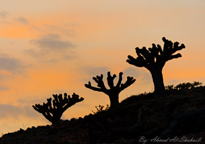 Dragon Blood Tree