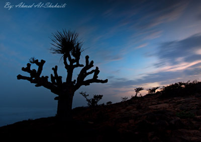 Dragon Blood Tree