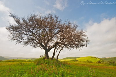From the green hills