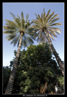 Long Palm trees in Nizwa