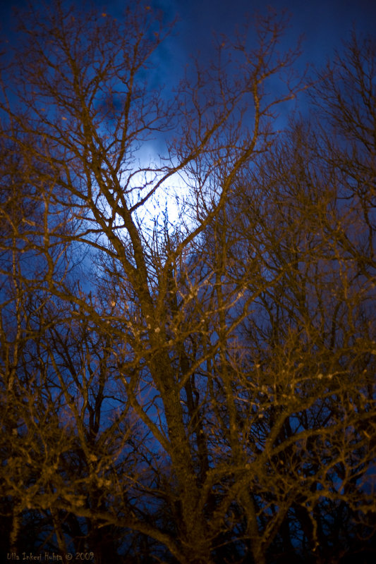 Moonlight and oak