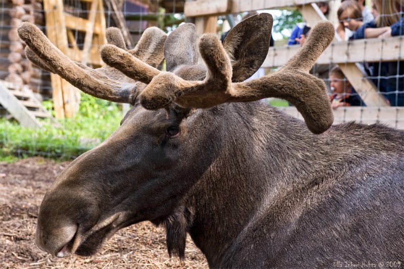 Elk bull at Skansen (lat. alces alces)