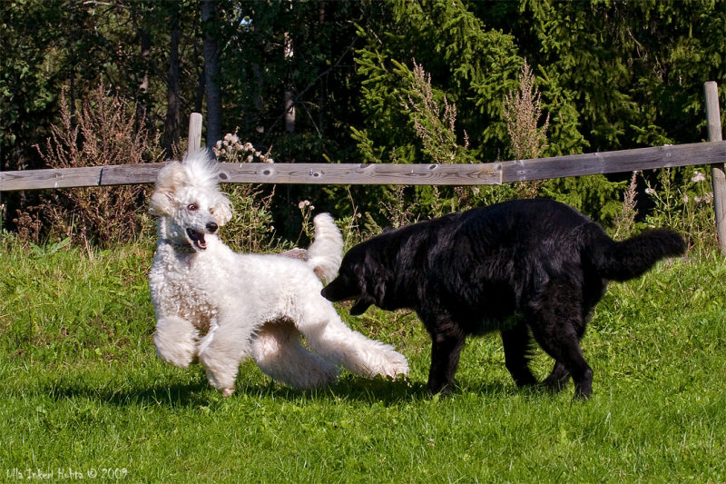 15/9 Bonnie had a great time running around and teasing poor Ivar today.