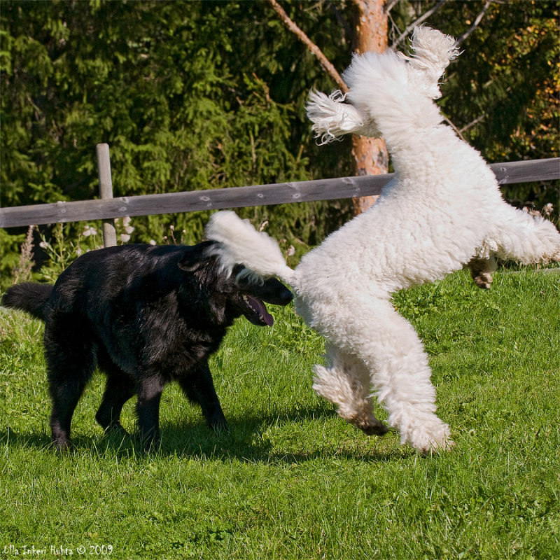 Bonnie bouncing just because because she can!!