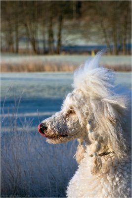 13/9 Shaggy Bonnie in the sun