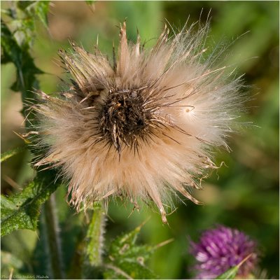 14/9 Thistle with a bad hair-day