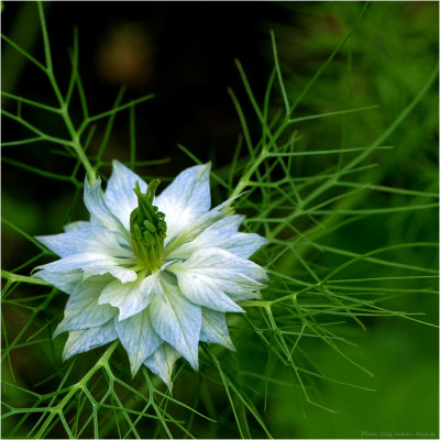 Love-in-a-mist, Nigella damascena