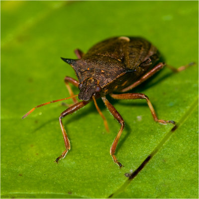 The last shieldbug for this summer?