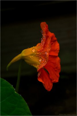 After the rain 9