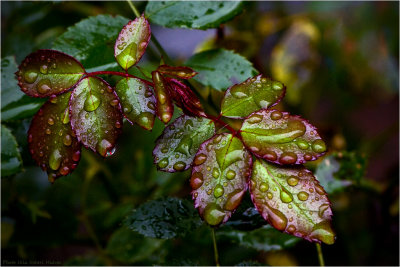 23/9 Rainy roseleafs