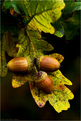 Acorn, hot and spicy ;O)