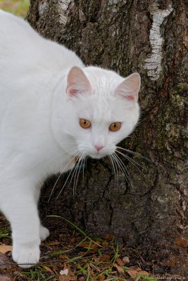 3/10 One of the neighbourhood cats was posing for me today