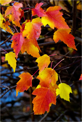 1/11 Autumn colours