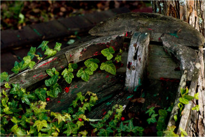 The wines thrieves in the old rowing boat