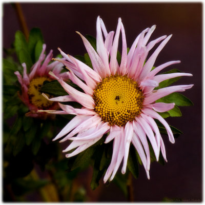 Frozen aster again