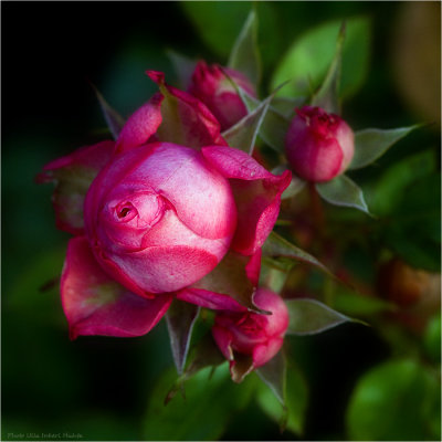 Rosebuds in November