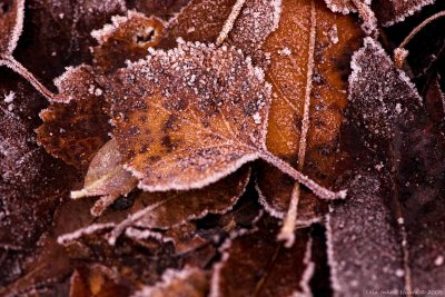 21/11 Frosty leafs from Wednesday