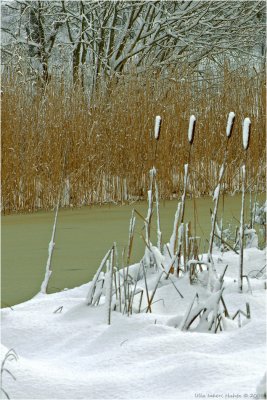 24/11 A break in the snowing yesterday