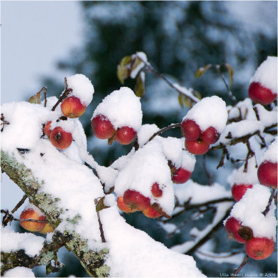 25/11 Snowy apples, pretty