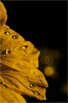 2/12 Afternoon sun on rainy petals