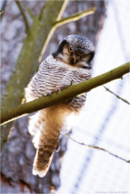 Northern Hawk Owl, Surnia ulula
