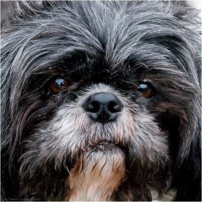 Sissi, the shih tzu