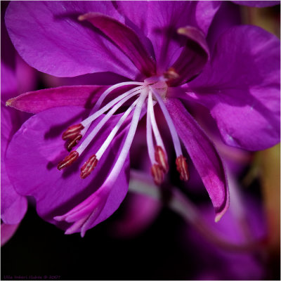 Rosebay Willowherb