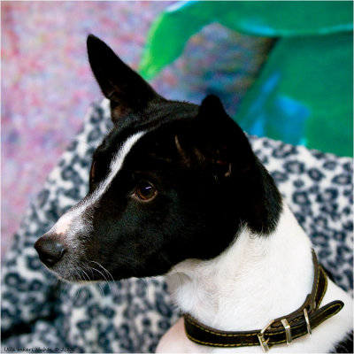 Basenji