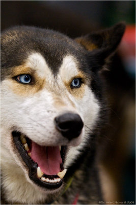 Sibirian Husky with lovely blue eyes.