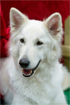 White Swiss shepherd dog