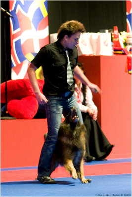 Canine Freestyle  display