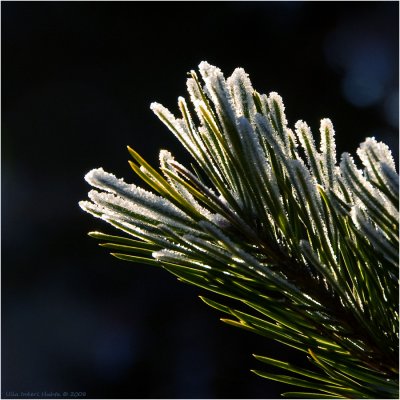 30/12 Frosty pine needles in backlight