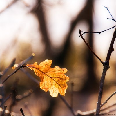 Oak leaf in December sun