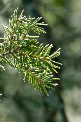 Backlit frosty spruce needles, 