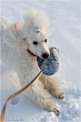 The mitten thief with her loot