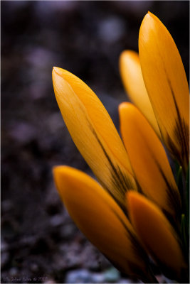 16/3 First crocus this year