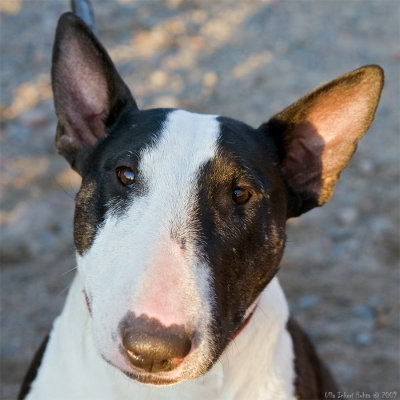 Nanny, the bullterrier