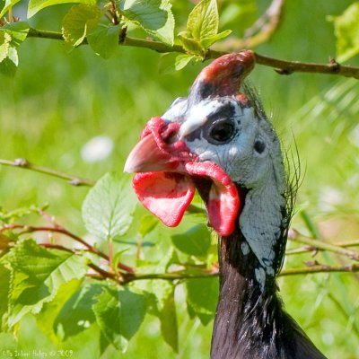 Guineafowl