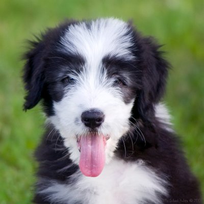 We met this little bearded collie puppy yesterday evening.