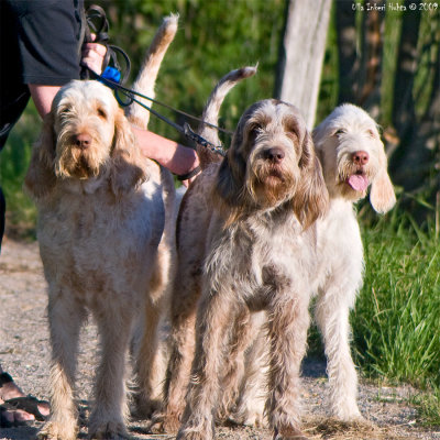 30/6 Spinone girls on their evening walk with mom