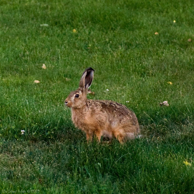3/7 One of the big fat hares living at/around the papermill