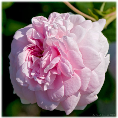 Ispahan