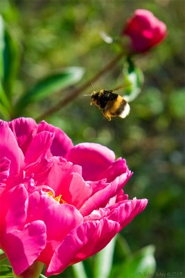 Hovering bumblebee and peony