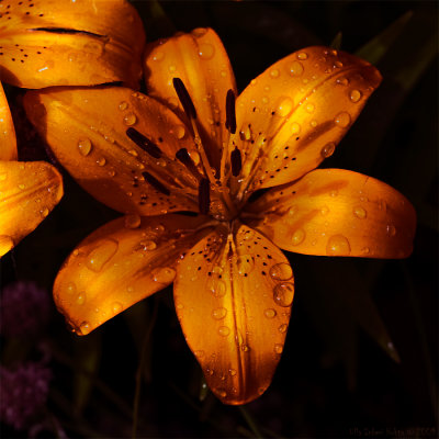 10/7 Rain theme continues, a lily today