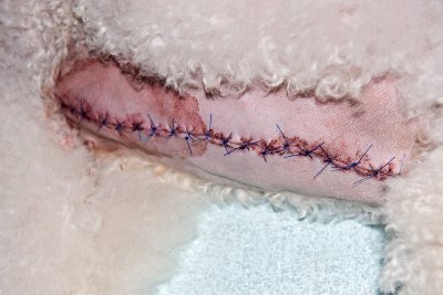 Lots of stitches