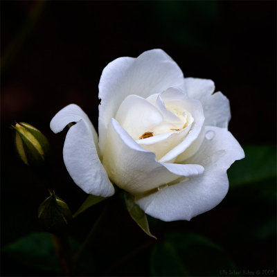 White rose snapshot