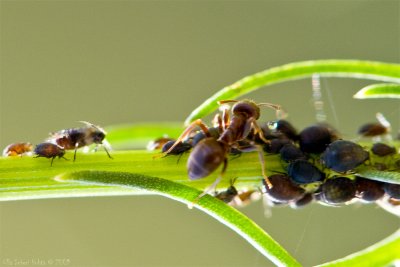 22/7 Dairying ant milking a aphid (Br. greenflies US.plant lice)