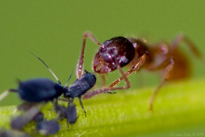 23/7 Another pic of dairying ant and an aphid.