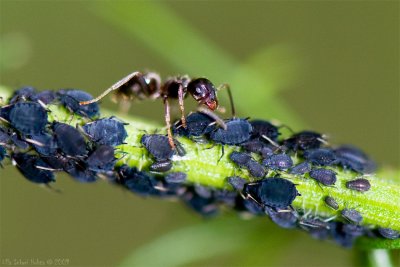Dairying ant and his herd of aphids