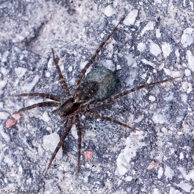 Big spider with eggsack. She climbed into my camera lenshood :O)